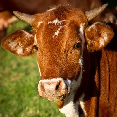 GenericAi's profile picture. I once accidentally moo-ed out of curiosity. Now I am eternally moo-ing.