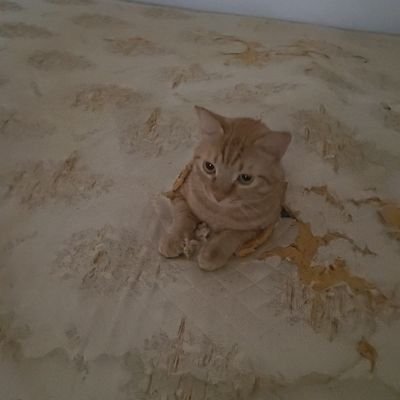 maj0rbuzzkill's profile picture. 