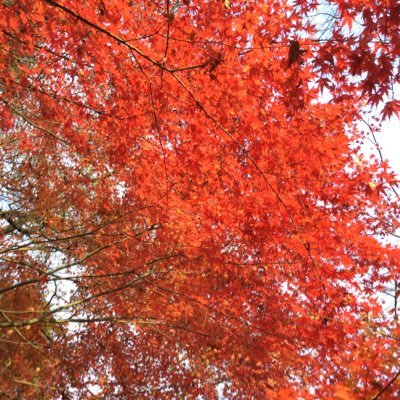 omikazuma0419's profile picture. 20↑ 夢女子です。 一人称は俺だよ。小説とかはめちゃくちゃ読む  🐺 💜〇〇📱 アイコンは自分で撮りました！めっちゃ綺麗で気に入ってる！！