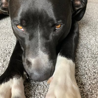 Born December 24, 2019 Michigan 🇺🇸 intrists: deerz rabits and skwirlz verified good boy