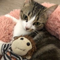 … (@aie_chat) 's Twitter Profile