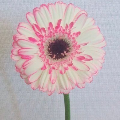 ゆうきさんのプロフィール画像
