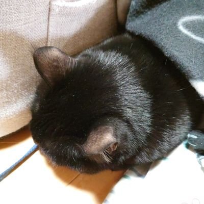 K48TTnHTAh7scMe's profile picture. ｶｯﾌﾟﾘﾝｸﾞ妄想が日々の潤い懐古厨。
抱負…脳ミソで抑えきれない妄想を外に発散してみたい
Twst・ﾒｷﾞﾄﾞ始めました(^o^)革でクラフトする時もある。魚動魚民。なんかもうごった煮趣味垢
よくはしゃいでます。7月2日は記念日とす🎉