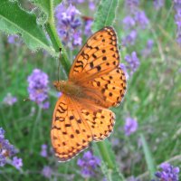 ajla a (@ajla8445) 's Twitter Profile Photo