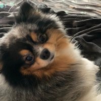 Kap (@kimplayer6) 's Twitter Profile