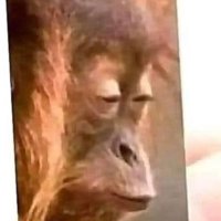 wild fights (@david22187214) 's Twitter Profile
