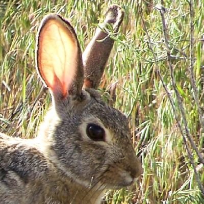 _RicochetRabbit's profile picture. unregistered, Unverified unvaccinated unscrupulous unvindicated unhinged unbridled undignified uncanny...