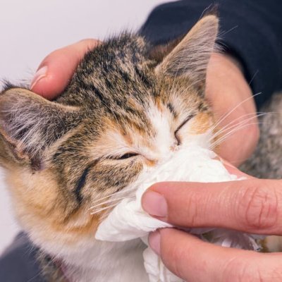 Todo dia gatas com o peito cheio, esperamos que melhorem 😥✊🏾
(Sugestões via DM 📨) ps: não é uma pagina sobre veterinária