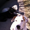 nanette collins - @CollinsNanette - Twitter