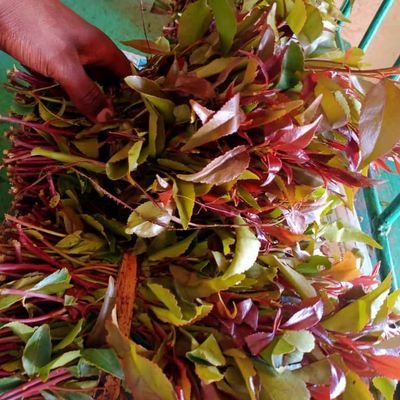 A quantity surveyor, Manchester United fan and miraa supplier within kiambu and Nairobi region inbox for business or call 0707258107
TILL NO:4743726