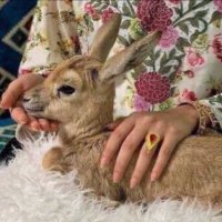 جــزلــة🦌jazlah (@al_ajmi35) Twitter profile photo