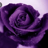 البيداء. # (@lmdllh83384282) 's Twitter Profile