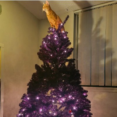 Ankhesenamun18's profile picture. Feminist, lingerie addict, trans lesbian, believer in human rights for all. Looking to find my place in the world. #LandBack #BLM