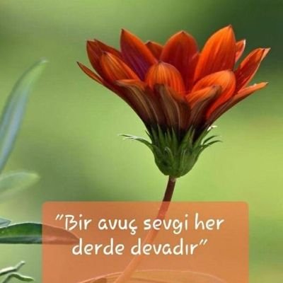 SalihKA61020546's profile picture. 