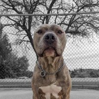 III ✠ (@ehdiii1) 's Twitter Profile Photo