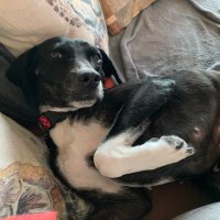 Mongo AA π΅π§πΆ (@rdm3278) 's Twitter Profile