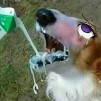 Thirsty Doggo(@Thirsty_Doggo) 's Twitter Profile Photo