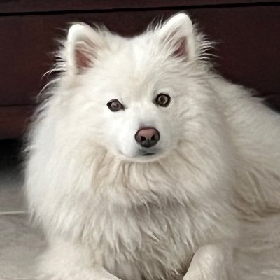 Proud mom of twins sons ~ Love big forest trees, American Eskimo Dogs, white chocolate and Biden. FBR Post link: https://t.co/cCQ8mTAmpE