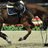 horseshowprob's profile image