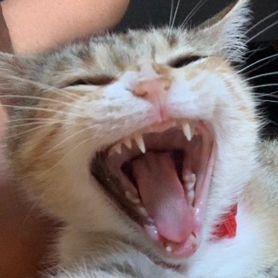 playingforcats's profile picture. Account dedicated to helping animals in need get the help they need! Music // Entertainment - Like and Subscribe to support the cause!