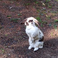 Mysyl (@mysyl20) 's Twitter Profile