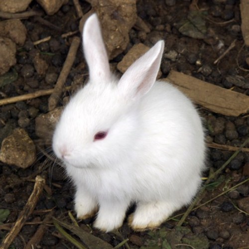 upacouo's profile picture. ⊂((・x・))⊃⊂((・x・))⊃⊂((・x・))⊃