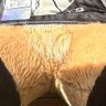 FursuitCrotch's profile picture. Specializing in pictures and videos of bulges and form fitting fursuit crotches of male suiters. No SPH/actual male junk shown.  (Submissions, please DM me) 🔞