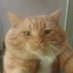 FatCatto (@rauleteguiso) Twitter profile photo FatCatto (@rauleteguiso) Twitter profile photo
