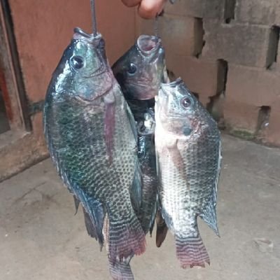 Josuisaias13's profile picture. 