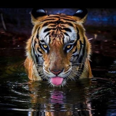 K0n112's profile picture. 