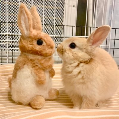 げんまい♀🐰 🌾(2021.8.4🎂〜2022.2.16🌕)うるち♂🐰🍚(2022.1.15🎂〜) 5人家族👨🏻👩🏻👶🏻🐰🐰🏠 「げんまいとうるちちゃんねる」↓