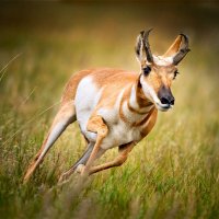 The Antelope (@__outtacontrol_) 's Twitter Profile