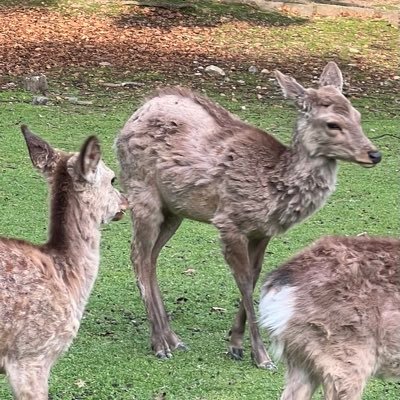 奈良市在住の現役大学生です。地域の方や市外の方に対し、住民目線から情報発信させていただきます♪ 〜毎晩22:30〜