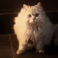 Is there a cat in this movie?(@catinthemovie) 's Twitter Profileg