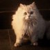 Is there a cat in this movie? (@catinthemovie) Twitter profile photo