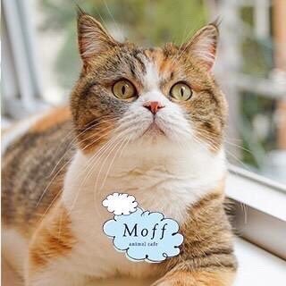 Cat Café MOFF 名古屋PARCO店さんのプロフィール画像