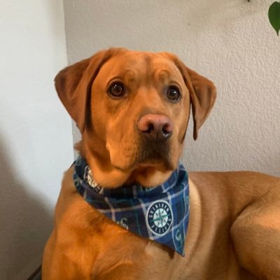 Cox_J4's profile picture. Mariners. Cougs. Seahawks. Austin FC. Longhorns. Other life interests.