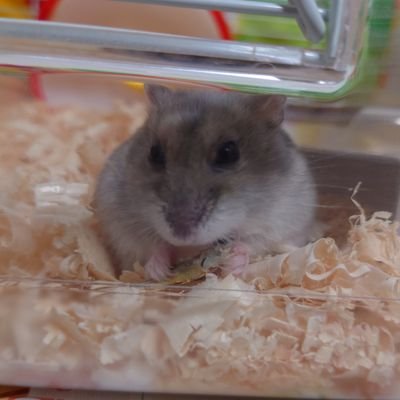 kodai_0808's profile picture. 04 🚹 春から東海大 文学部 日本文学科