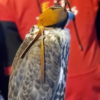 golkhhan's profile picture. 