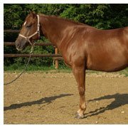 MeekalDolanski's profile picture. Free thinker with a leash. Anti-Sino channel: Not for Chinese nationals, little pinks, or $0.50. 乳滑頻道：華國人士不要看，保證很臭！不看殘字推，不追殘字主，不回殘字留言。對不起!