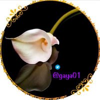 ghaya(@gaya01) 's Twitter Profile Photo