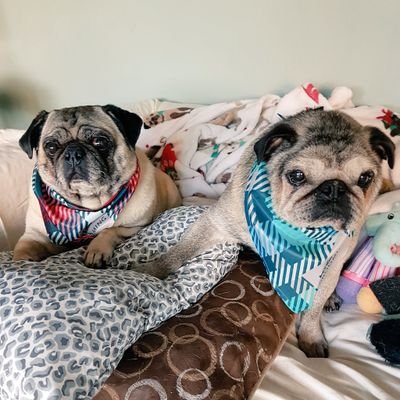 Proud Cdn Mum of Angel George🌈 & Sunny😻, new kitty Freya🐱, puggies Missy & Angel Reggy🌈 #ruffriderz, #ZSHQ, #puglove #DogsOfTwitter #CatsofTwitter