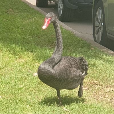 Fantomly's profile picture. $FTM #FTM