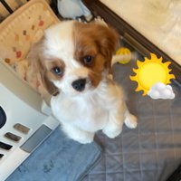 キャバリアのサニー️☀️ (@cavalier_sunny) 's Twitter Profile