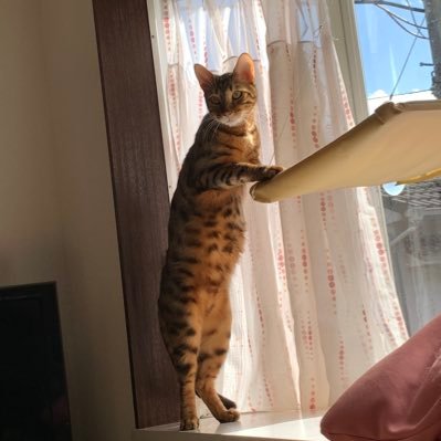 ami_tomo329's profile picture. よろしくお願いします(ﾉ)*´꒳`*(ヾ)