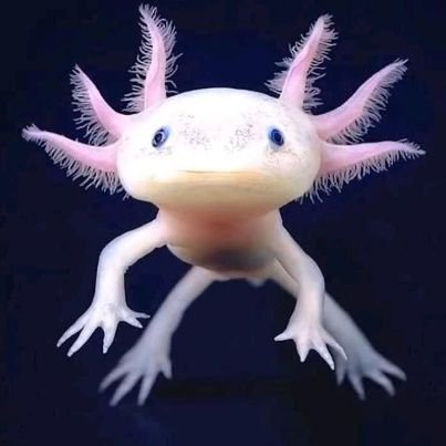 Axolot00's profile picture. 