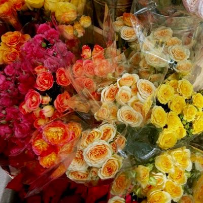 jingerthing's profile picture. ₍ᐢ⸝⸝ᴗ ̫ ᴗ⸝⸝ᐢ₎