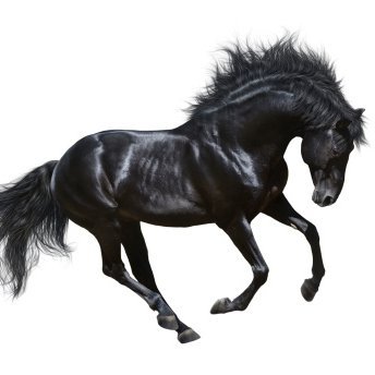 _HorseInsurance's profile picture. 