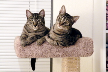 kenorob1's profile picture. I love animals, like people, and try to be the person that Jesus wants me to be.