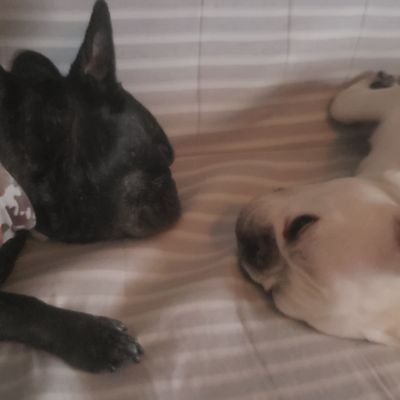 catch_the_onepe's profile picture. カメラは初心者。良いもの残せたらなと思います。Blue Impulse好きから連鎖して空自好きになりました。フレブルは、もん吉（ブリンドル）と小鉄（クリーム）がいます。不慣れなTwitterですが、よろしくお願いします。良かったらお気軽にいいね＆フォローお願いします。 20210108もん吉🌈20251018小鉄🌈